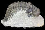 Bargain, Crotalocephalina Trilobite Fossil #67881-4
